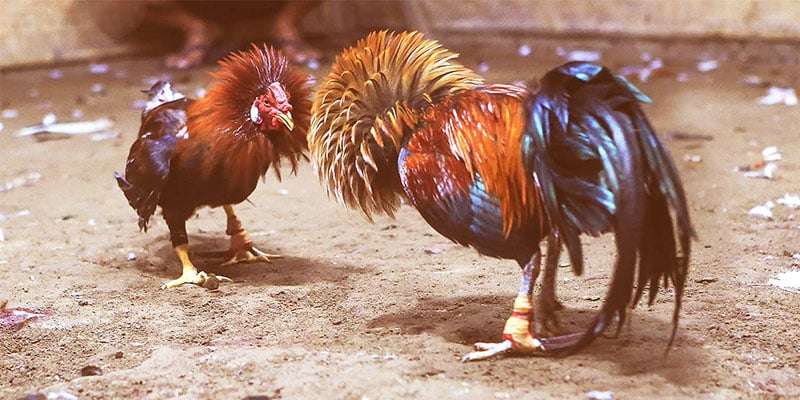 Tìm hiểu sơ lược về nền tảng đá gà online New88 danh tiếng